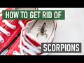 Download Lagu How to Get Rid of Scorpions (4 Easy Steps)