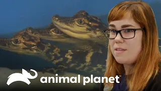 Los caimanes bebés reciben nombres antes de su exhibición | El Acuario | Animal Planet