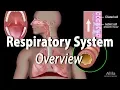 Overview of the Respiratory System Animation
