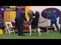 Treeing Walker Coonhounds Breed Judging 2020