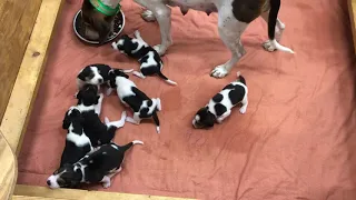 Treeing walker coonhound puppies