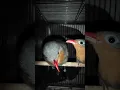 Download Lagu Burung Kadalan