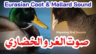 صوت الغر والخضاري                                    دندنها