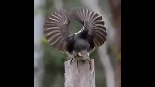 الآية القرآنية عن التسبيح 