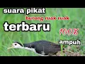 Lagu suara pikat ruak ruak paling ampuh  kruak terbaru