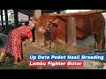 Download Lagu Kakak Sapi Kentung Mendekati Masa Beranak ‼️
