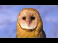 Fascinating OWLS in 4K - Amazing Wild Birds in Nature - Relaxing Animal Film with Calm Music