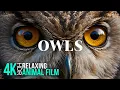 Fascinating OWLS in 4K - Amazing Wild Birds in Nature