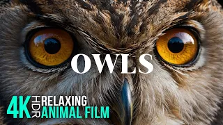 Fascinating OWLS in 4K - Amazing Wild Birds in Nature