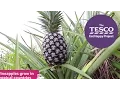 Prickly Pineapples what is a pineapple