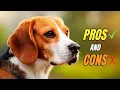 Discover the PROS And CONS Of Having A Beagle