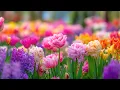 Download Lagu Свет души в каждом лепестке — музыка природы и гармонии | Сергей Грищук