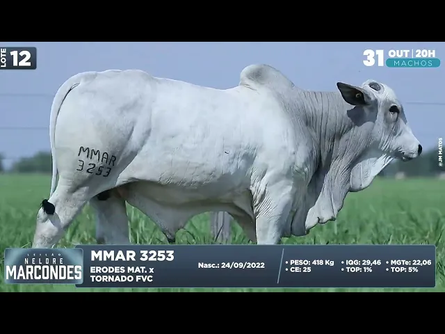 Garrote Nelore MMAR-3253