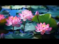 Download Lagu Khát Vọng - Nhạc Hoa Kinh Điển. Nhạc Thiền Phật Giáo, Khai Sáng Tâm Hồn