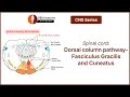Spinal cord Dorsal column pathway-Fasciculus Gracilis and Cuneatus