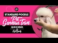 Standard Poodle Pet German Trim w Kat Early