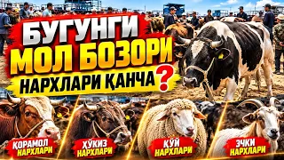 БУГУНГИ МОЛ БОЗОР НАРХЛАРИ! ҚЎЙ, ЭЧКИ, ҲЎКИЗ ВА ҚОРАМОЛ НАРХЛАРИ ҚАНЧА? 😱💰