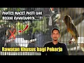 Download Lagu Rawatan KENARI bagi orang sibuk kerja Agar Tetap GACOR dan Stabil