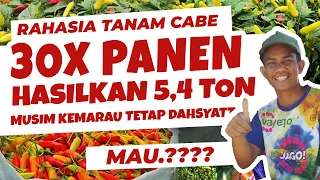 30X PANEN 5,4 TON, MAU.❓❓❓ RAHASIA TANAM CABE MUSIM KEMARAU | Tanaman Subur Berbuah Banyak