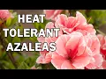 Hitte- en droogtetolerante azalea's | Encore Azalea-assortiment