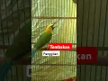 Download Lagu Cucak ranting nembak #fypyoutube #cucakrantinggacor #fypシ゚viral #shortvideo