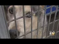 Fort Worth Animal Shelter Full Pets 35 Pounds Or More Available For Free