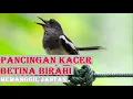 Download Lagu Pancingan kacer betina birahi memanggil jantan
