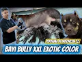 Pertama Di Indonesia !!! Bayi Bully XXL Exotic Color Lahir Di Jambi
