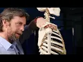 Supraspinatus muscle