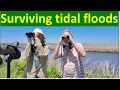 Managing saltmarshes for sea level rise