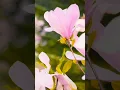 Download Lagu kya Mausam Aya hai nature status || nature whatsapp video #whatsapp #shorts