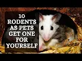 Top 10 Rodents as Pets Get One For Yourself Today