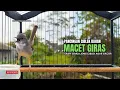 Lagu Burung Ciblek SEMI Gacor NGEBREN Untuk Pancingan Ciblek dan MASTERAN BURUNG Kesayangan Anda