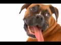 Dogs 101 - Boxer
