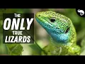 Most Lizards Are NOT True Lizards At All