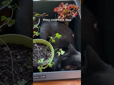 POV : Pet's IRL
