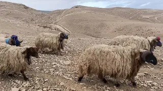 الأغنام مرياع مراييع الغنم صوت اجراس                              دندنها