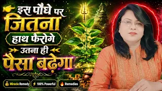 इस पौधे पर जितना हाथ फेरोगे उतना ही पैसा बढ़ेगा