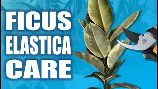 Ficus Elastica Rubber Plant 7 Essential Care Tips for