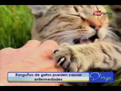 Rasguños de gatos pueden causar enfermedades
