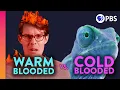 Why Are We Warm-Blooded