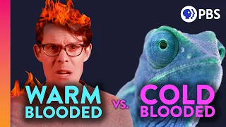 Why Are We Warm-Blooded