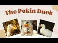 The Pekin Duck Everything You Need to Know