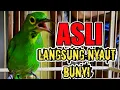 Download Lagu PANCINGAN CUCAK IJO BIAR LANGSUNG GACOR