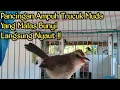 Download Lagu Burung Trucuk Muda Belajar Ropel Ampuh Untuk Pancingan Langsung Nyaut