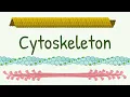 Cell Cytoskeleton Structure Functions Microtubules Thin Thick and Intermediate Filaments