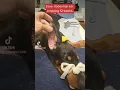 Doberman ear cropping by Dr Michael Thomann