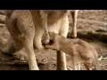 Baby Joey