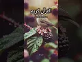 Download Lagu surat An Nisa #سورۃ النساء#duet #subscribe #quranverses #islamicscripture #quran #shortsfeed