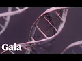 How the Fibonacci Sequence Manifests Throughout the Natural World